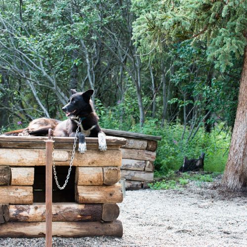 Sled Dog Demonstrations