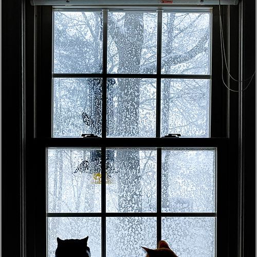 Bird watching