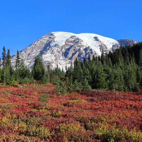 Indian Henry's Hunting Ground via Longmire Trail