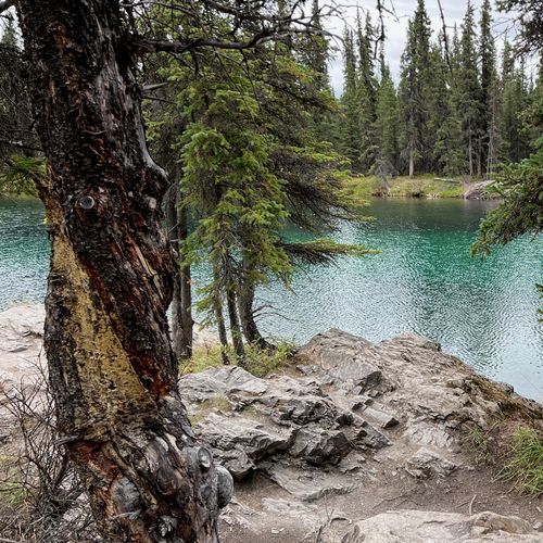 Horseshoe Lake Trail