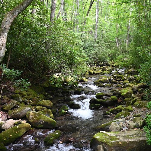 Kephart Prong Trail