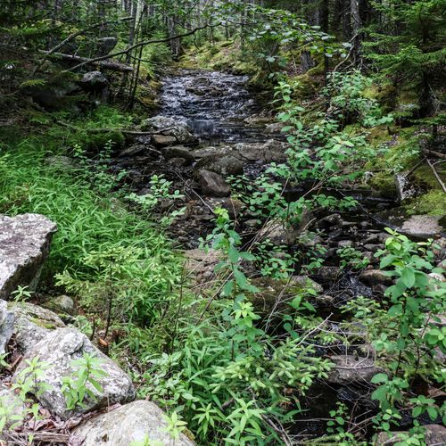 Champlain South Ridge Trail