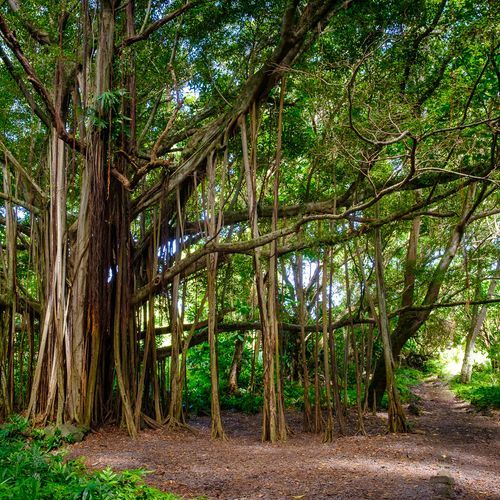 Nāulu Trail