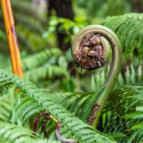 Lava Tube Trail