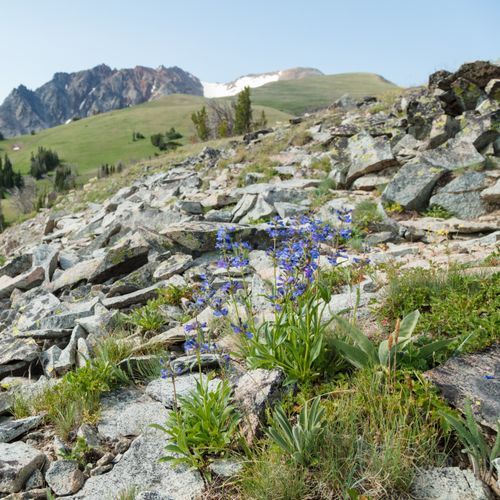 Electric Peak-Southeast Ridge Trail