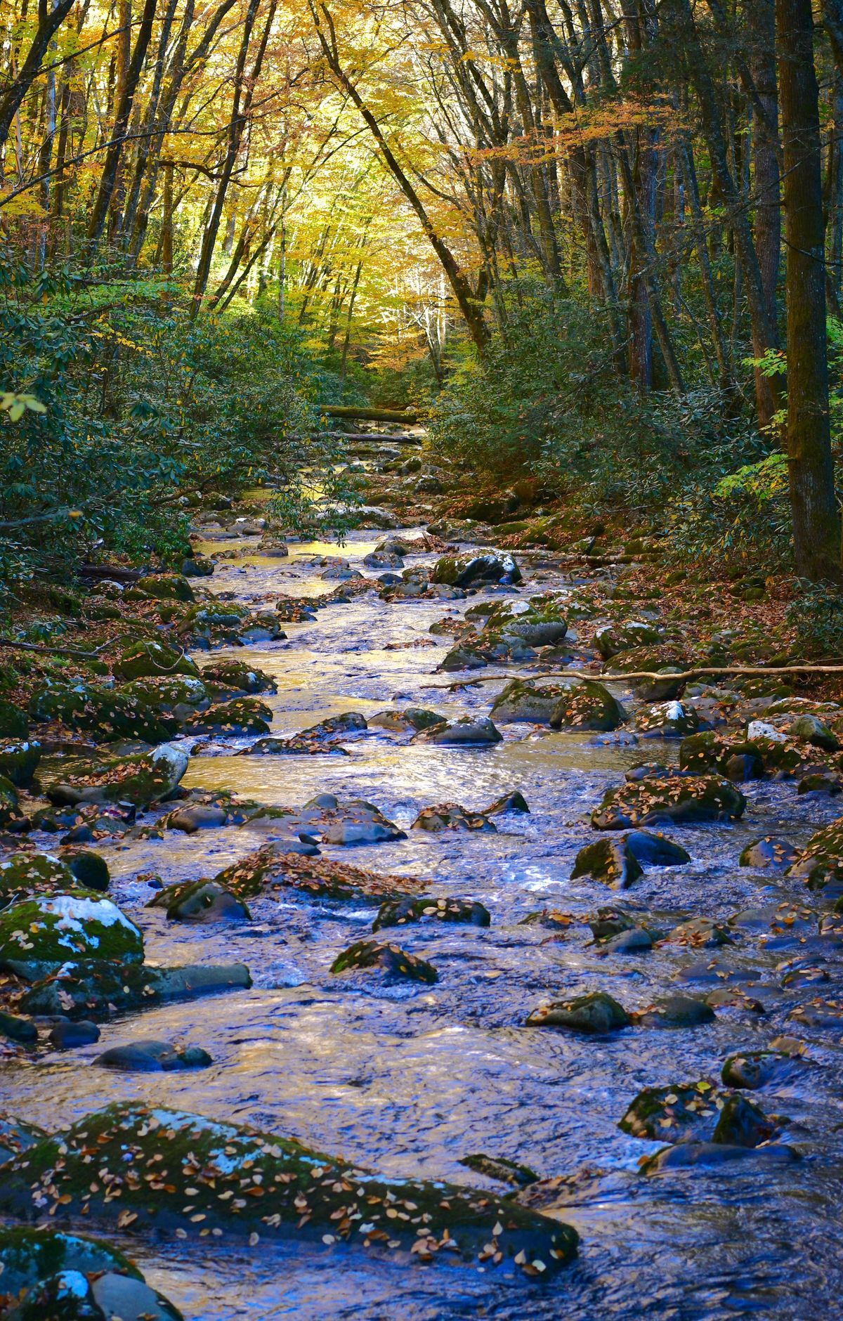 Gregory Ridge Trail, Great Smoky Mountains National Park