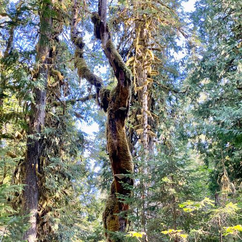 Flapjack Lakes Trail