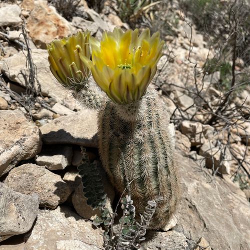 Upper Rattlesnake Canyon Trail