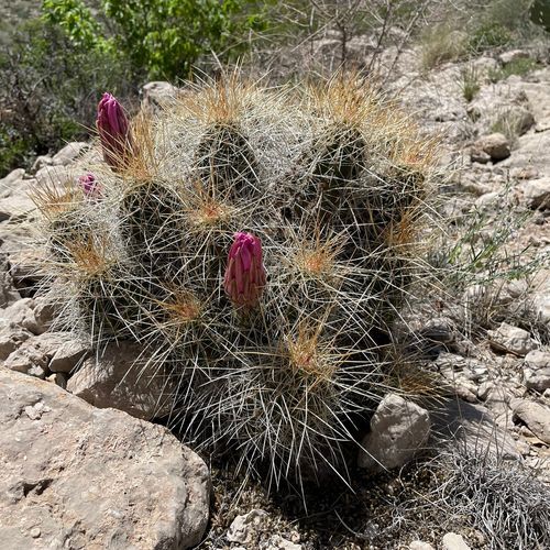 Lower Rattlesnake Canyon Trail