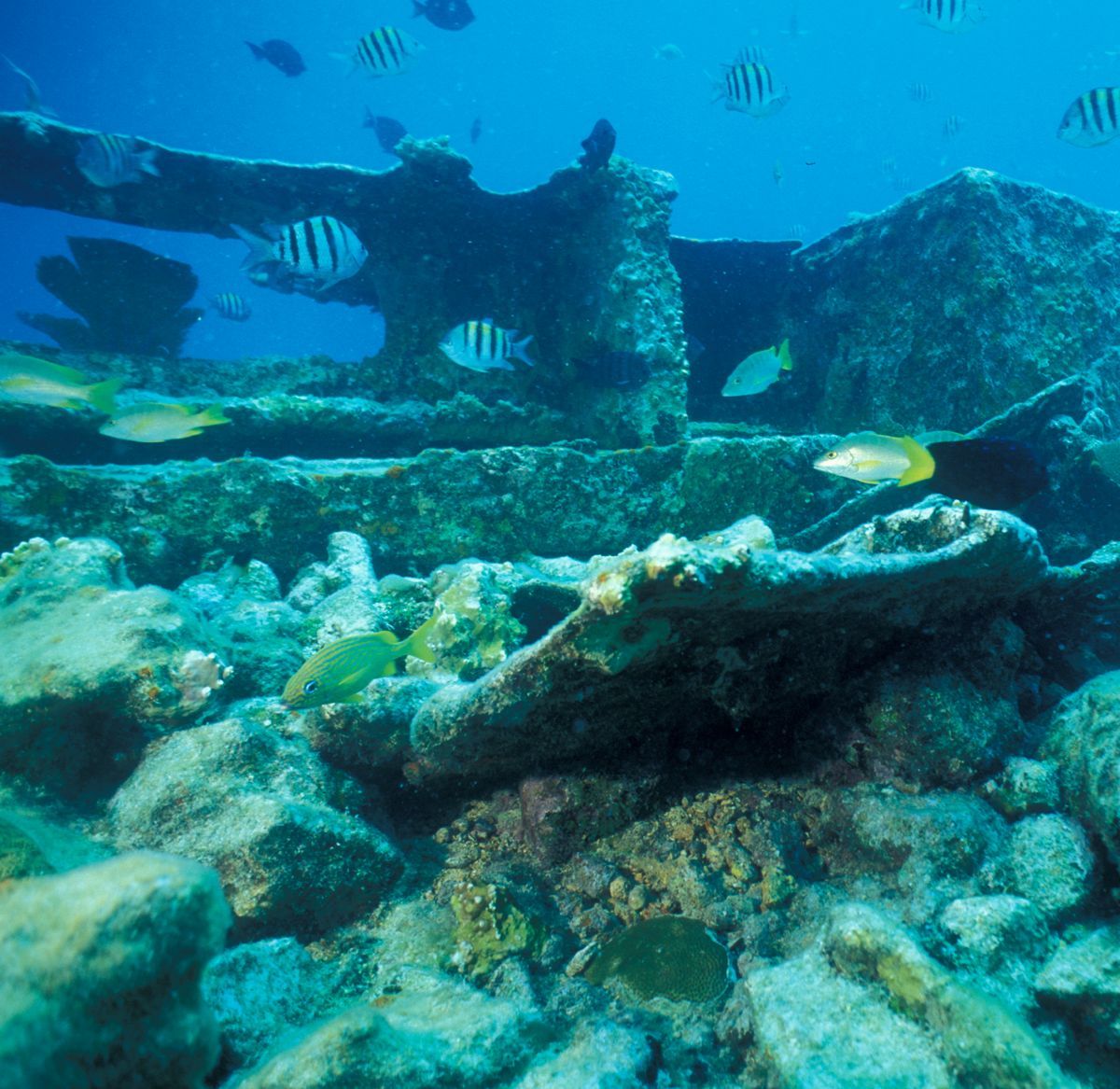 Shell Middens and 10,000 Years Underwater, Biscayne National Park