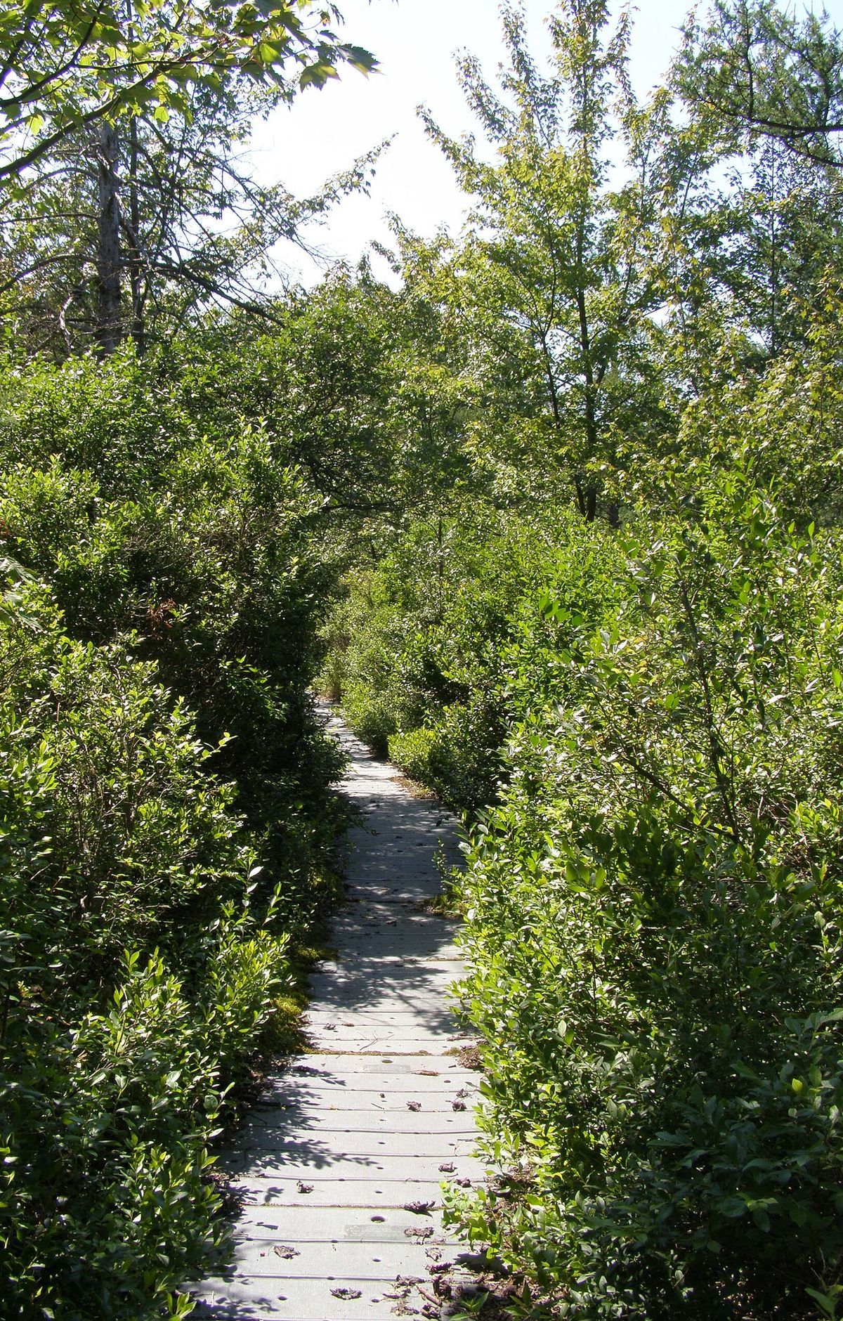 Pinhook Bog Trail, Indiana Dunes National Park