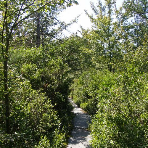 Pinhook Bog Trail