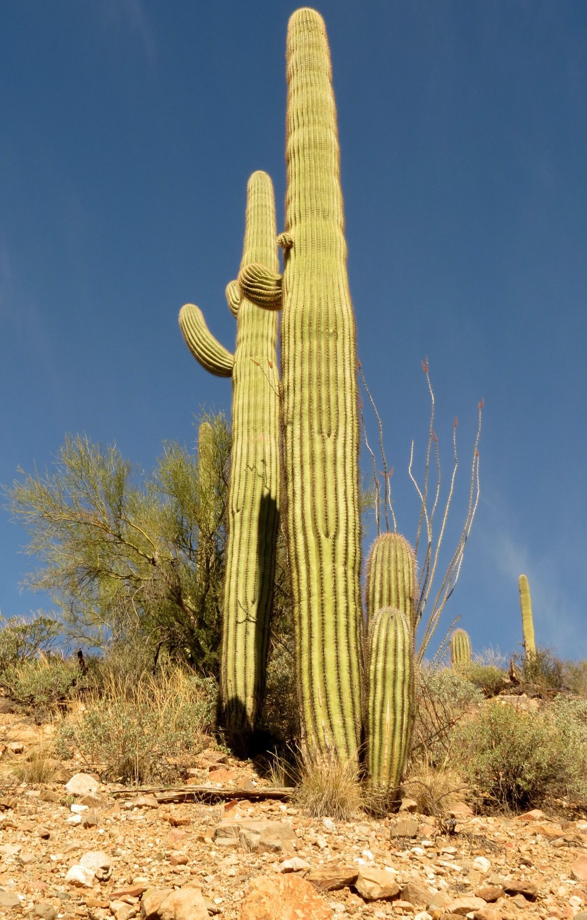 King Canyon / Gould Mine Loop, Saguaro National Park
