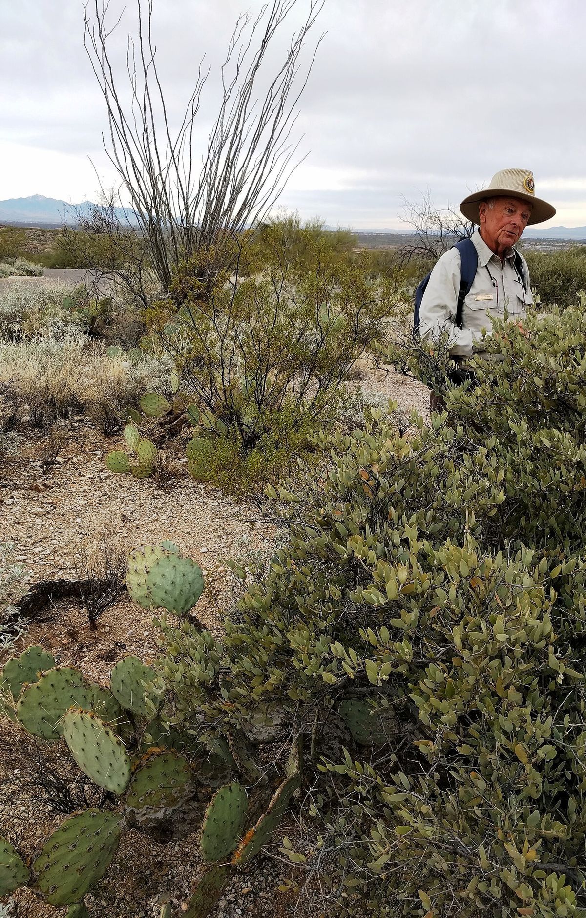 Freeman Homestead Trail, Saguaro National Park