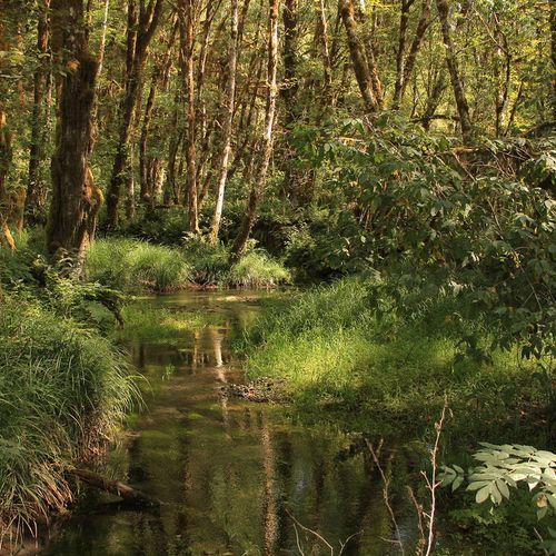 Quinault Rain Forest
