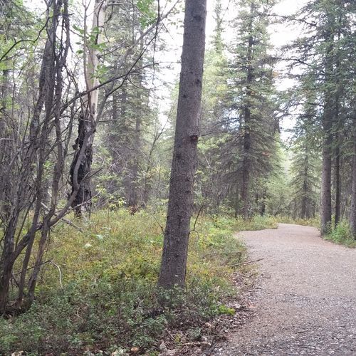 Historic Stampede Trail