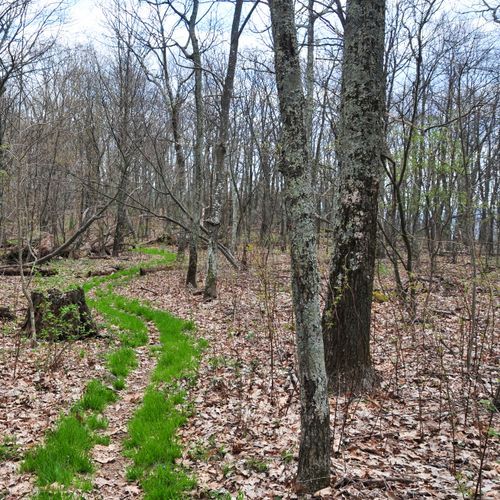 Cat Knob Trail