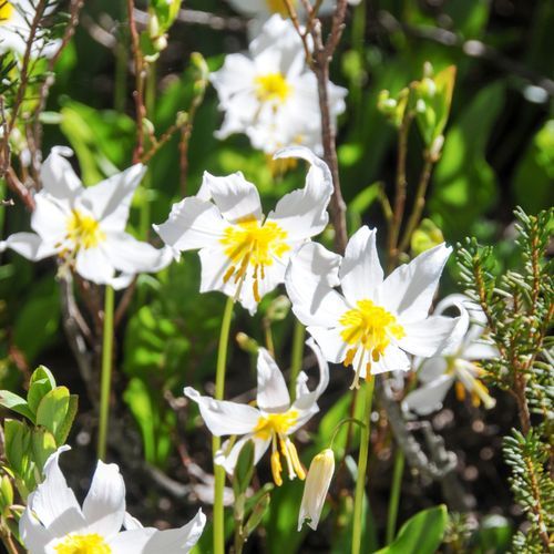 Avalanche Lily Trail