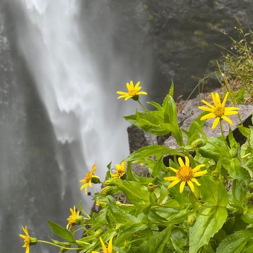 Comet Falls Viewpoint