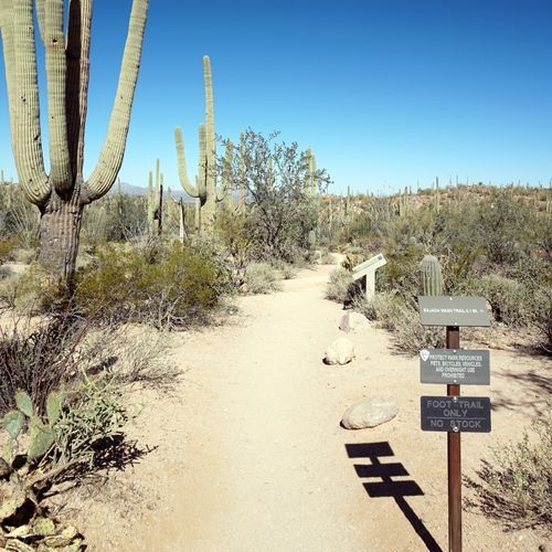 Ringtail Trail
