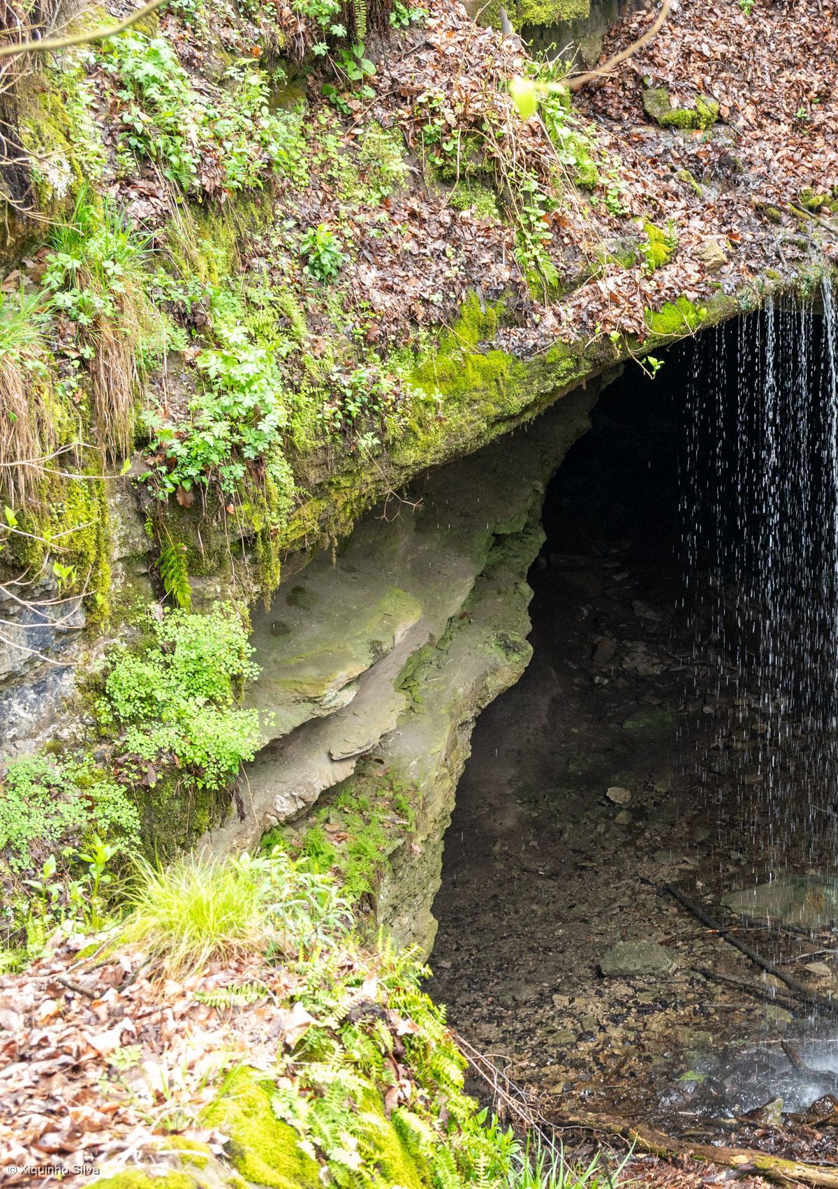 Karst Country: Sinkholes, Springs and Carbonic Acid, Mammoth Cave National Park
