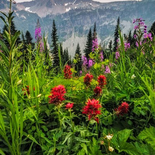 Maple Pass Loop Trail
