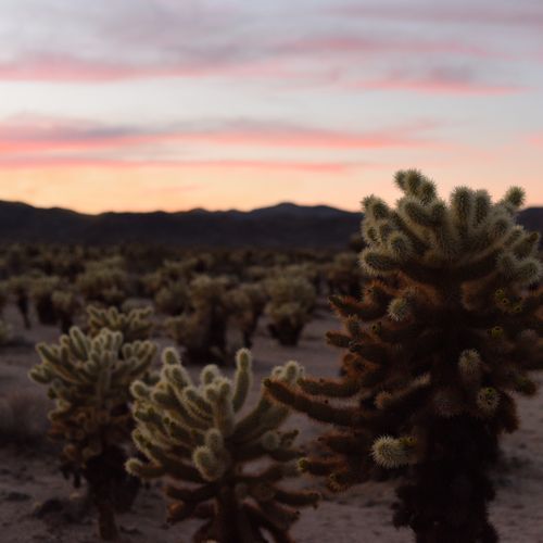 Cholla Cactus Garden