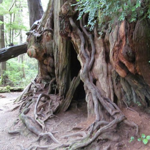 Big Cedar Tree