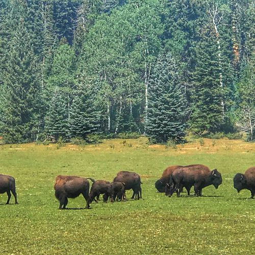Bison Watching Spot
