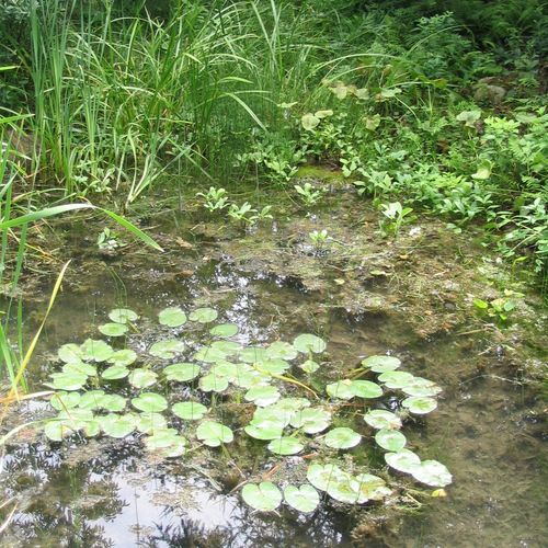 Asticou & Jordan Pond Path