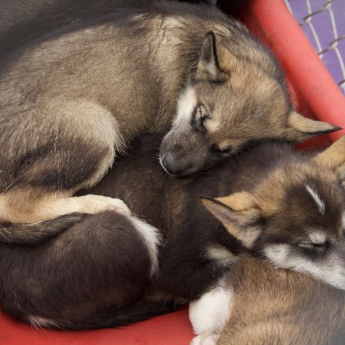 Sled Dog Puppies