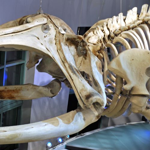 Humpback Whale Exhibit