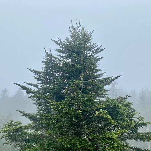 Balsam Mountain Trail