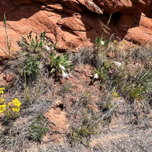 Shafer Canyon Overlook