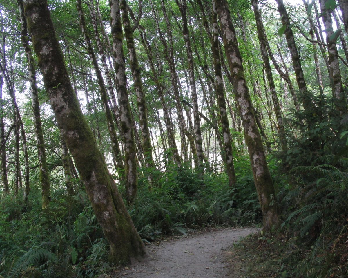 Tall Trees Trail, Redwood National and State Parks