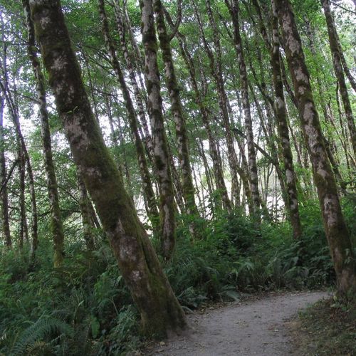 Tall Trees Trail