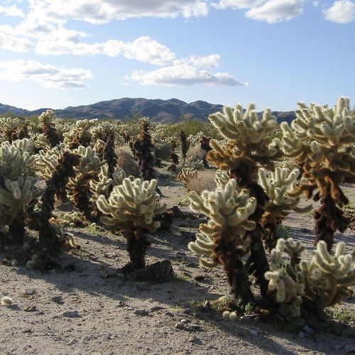 Pinto Basin