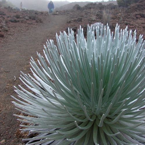 Silversword Loop Trail
