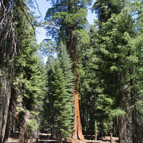 McKinley Tree