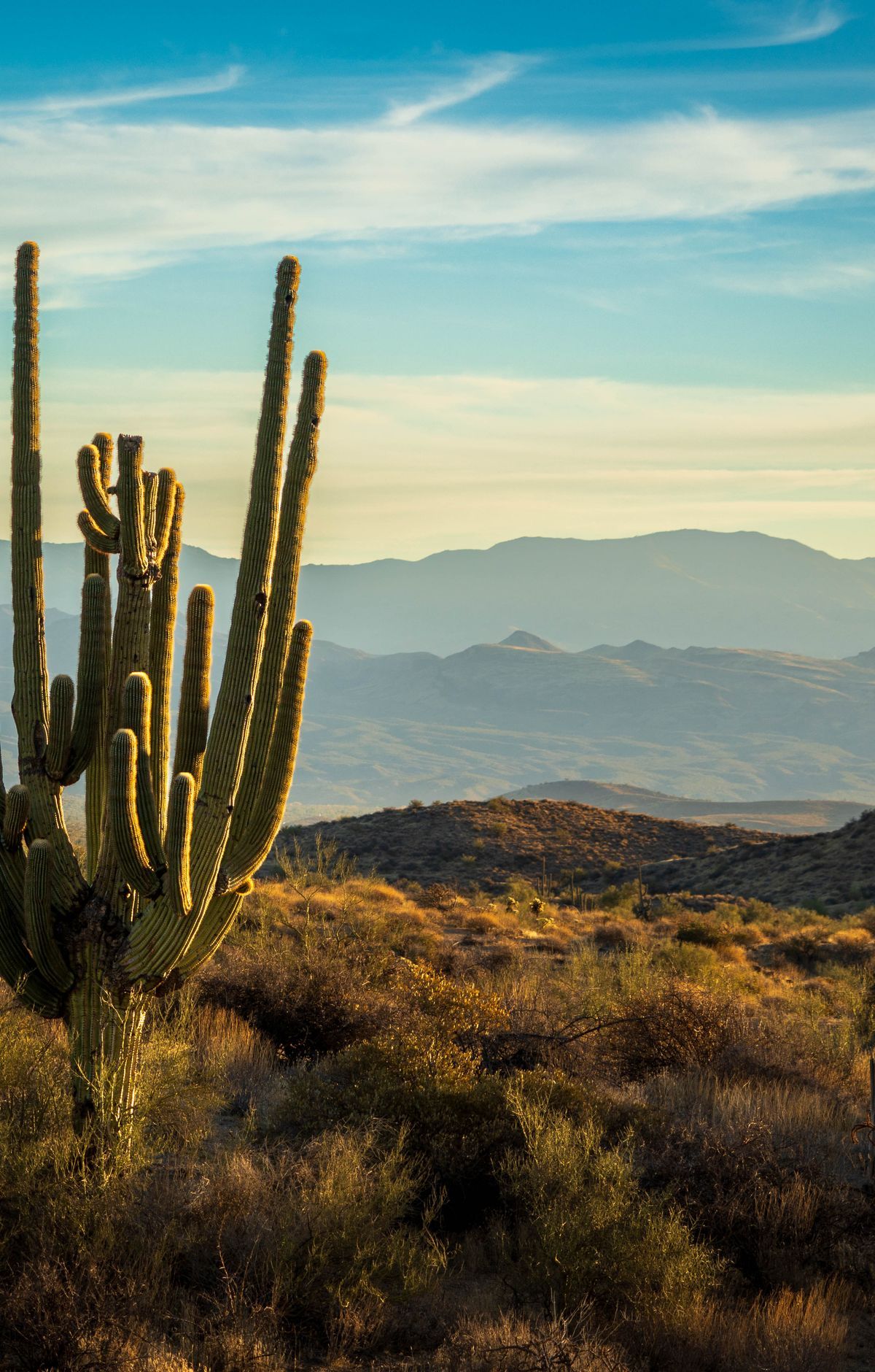 170 Miles of Trails, from Valley View Overlook, Saguaro National Park