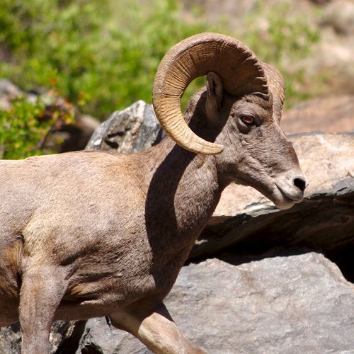 Ram Head Trail
