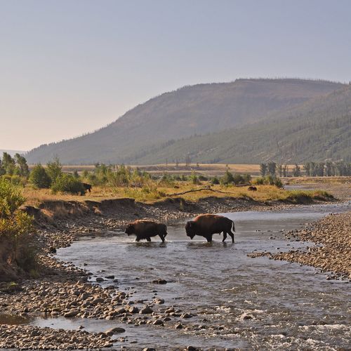 Lamar Valley
