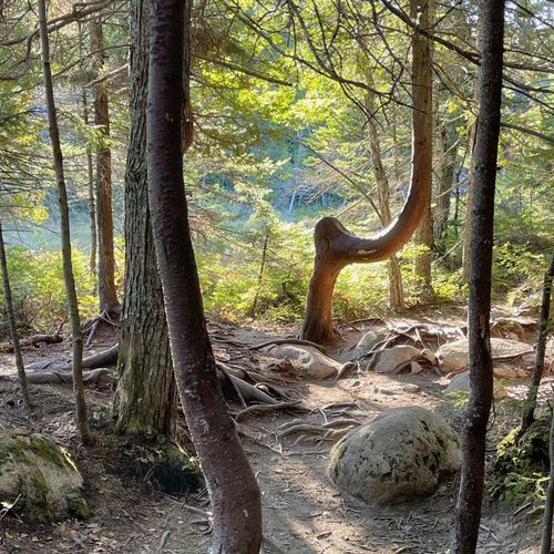 Kebo Brook Trail