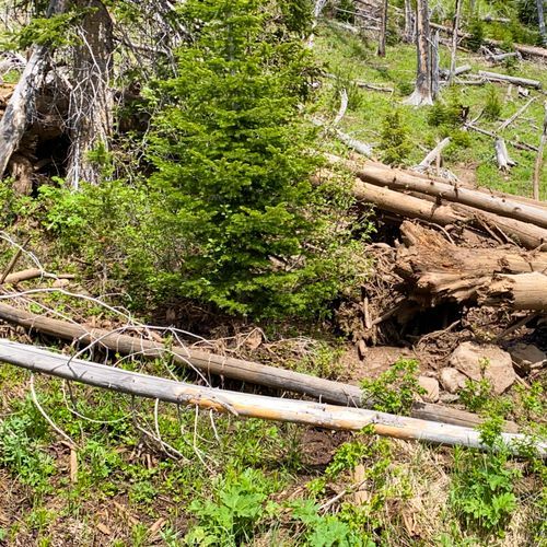 Bliss Pass Trail