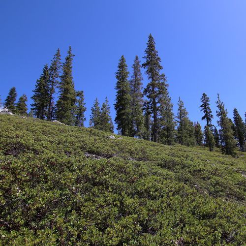 Manzanita Creek Trail