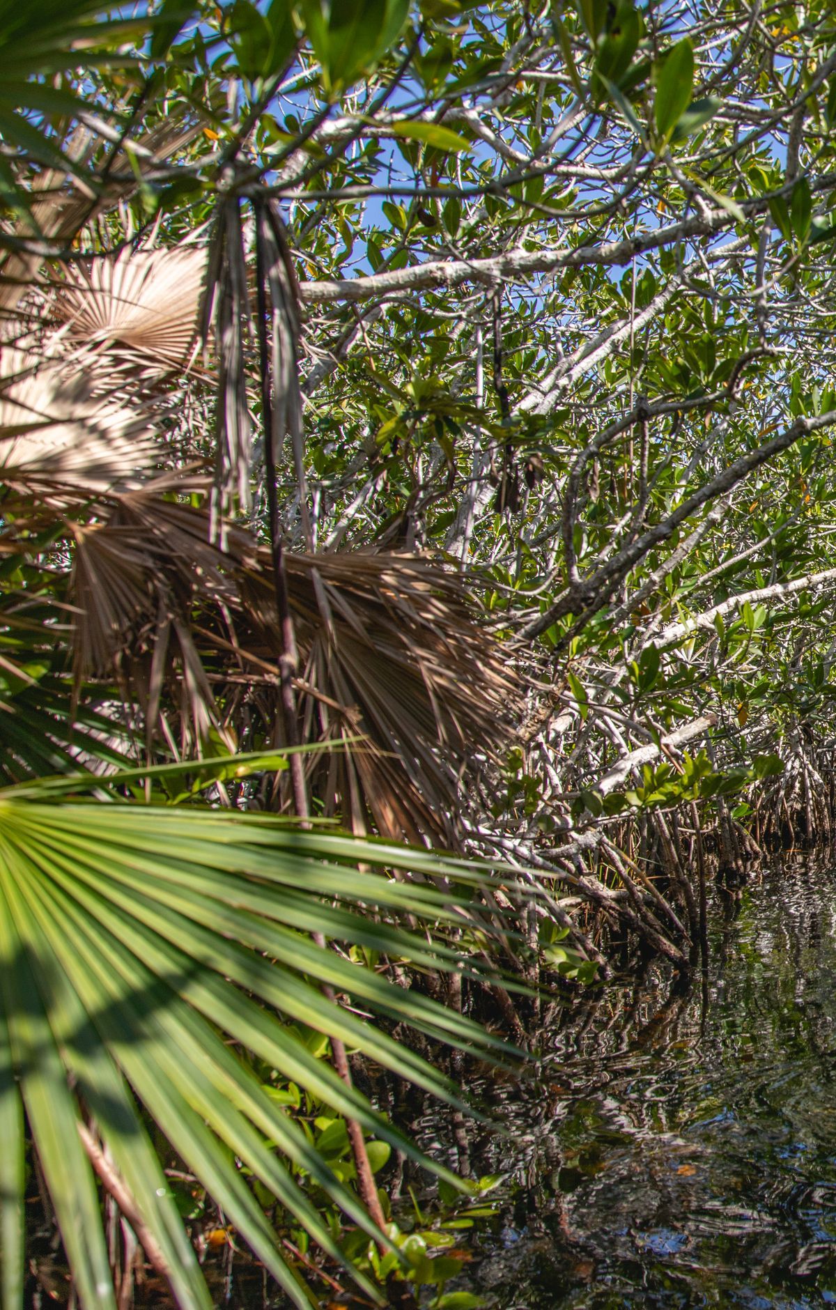 Paddling the Wilderness Waterway and Backcountry Chickees, Everglades National Park