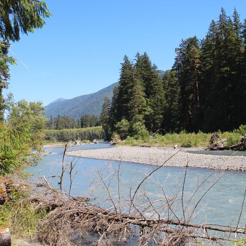 Hoh River Trail