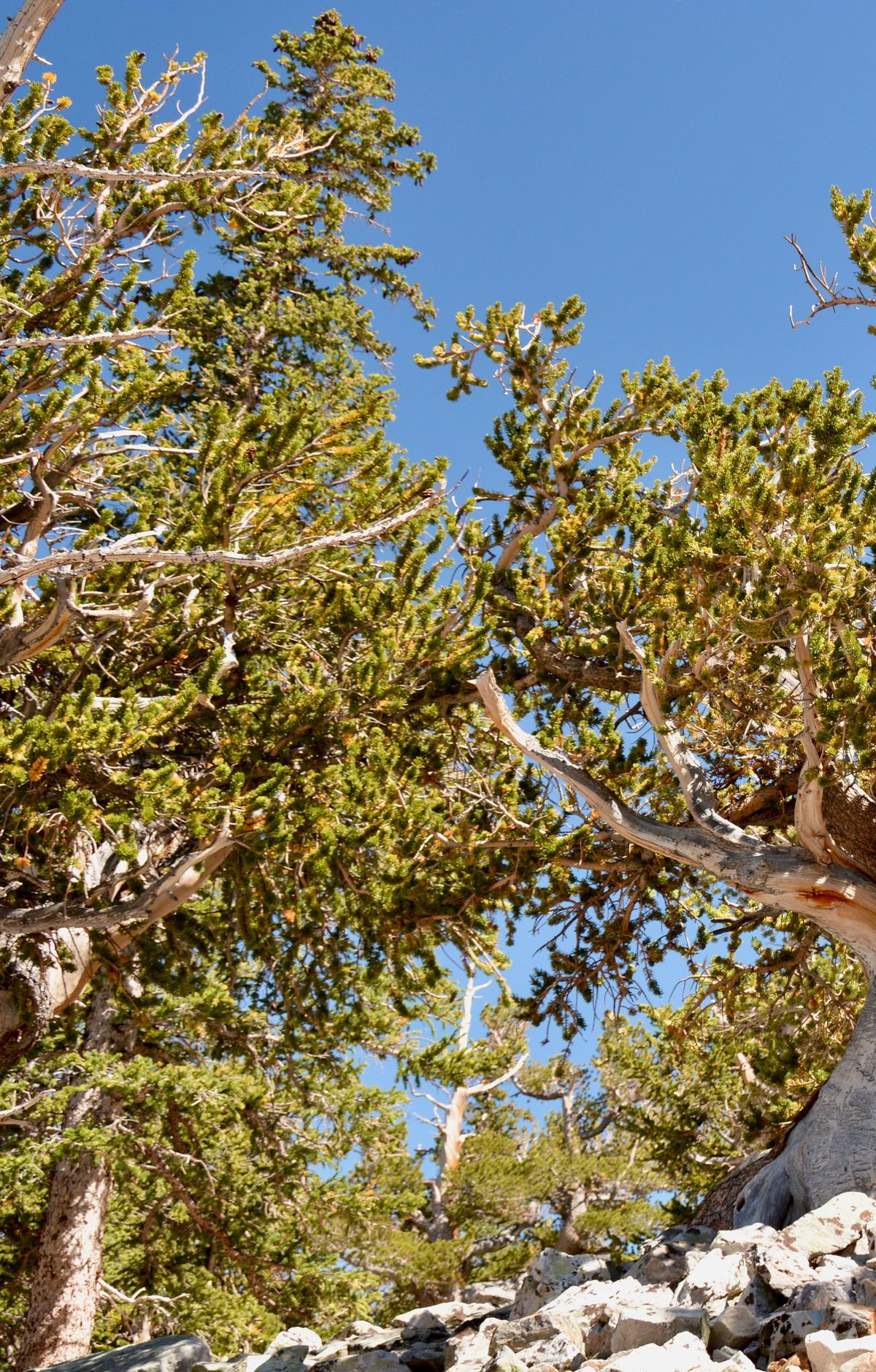 Ancient Bristlecone Pine Groves, Great Basin National Park