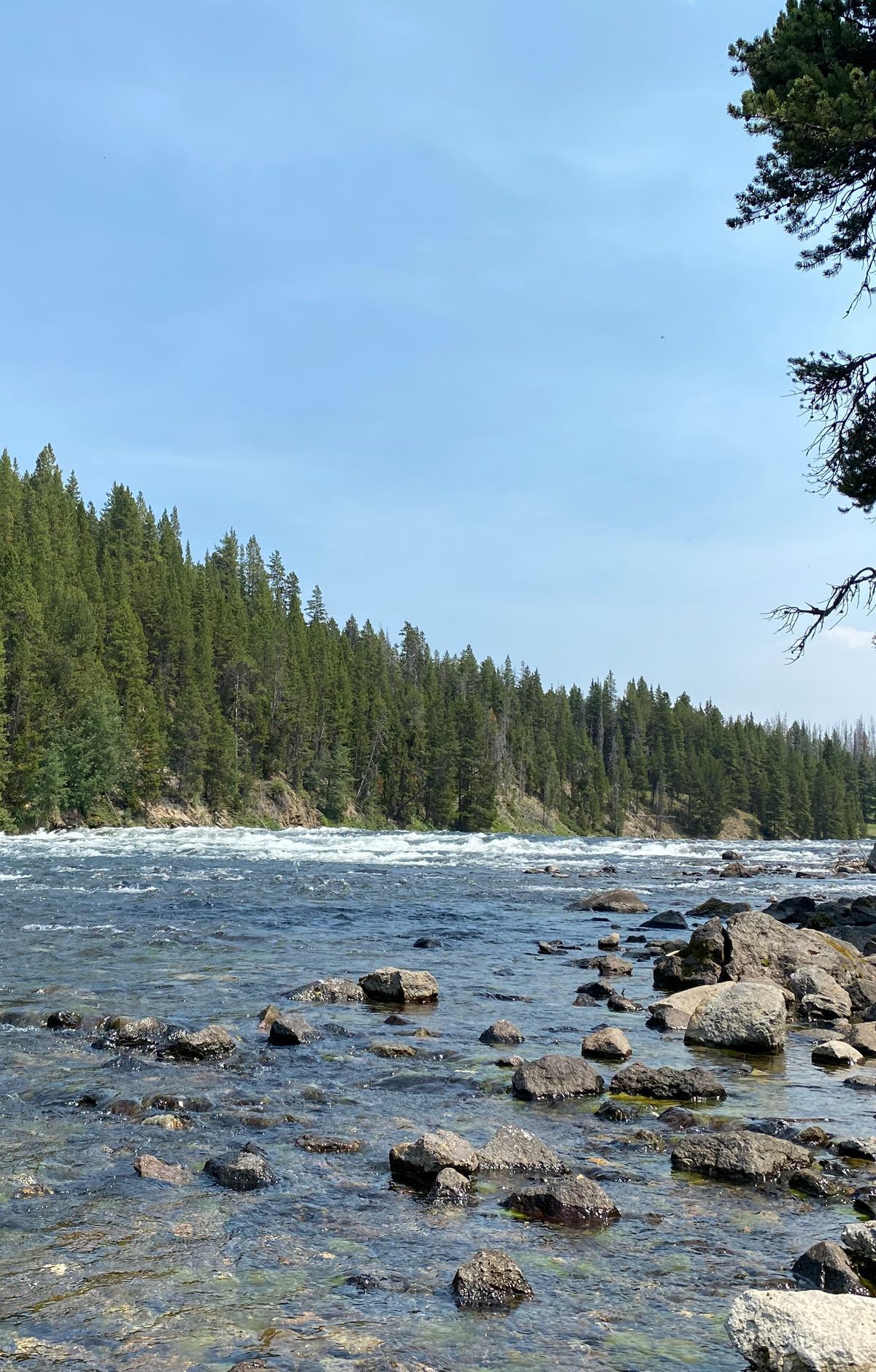 Fishing for Native Cutthroat Trout, Yellowstone National Park