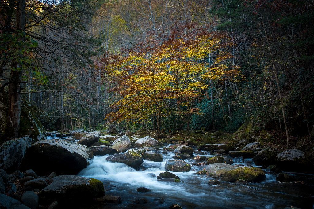 Salamander Capital: America's Most Biodiverse Park, Great Smoky Mountains National Park